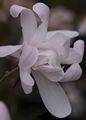 Magnolia stellata Rosea-1 Magnolia gwiaździsta